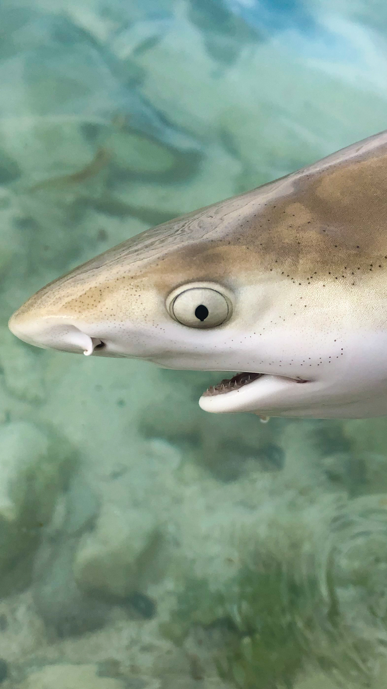 black tip shark bite